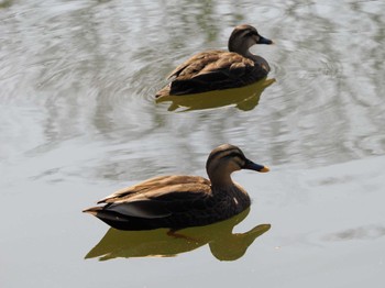 Eastern Spot-billed Duck Hibiya Park Sat, 3/16/2024