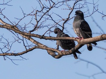 カワラバト 日比谷公園 2024年3月16日(土)