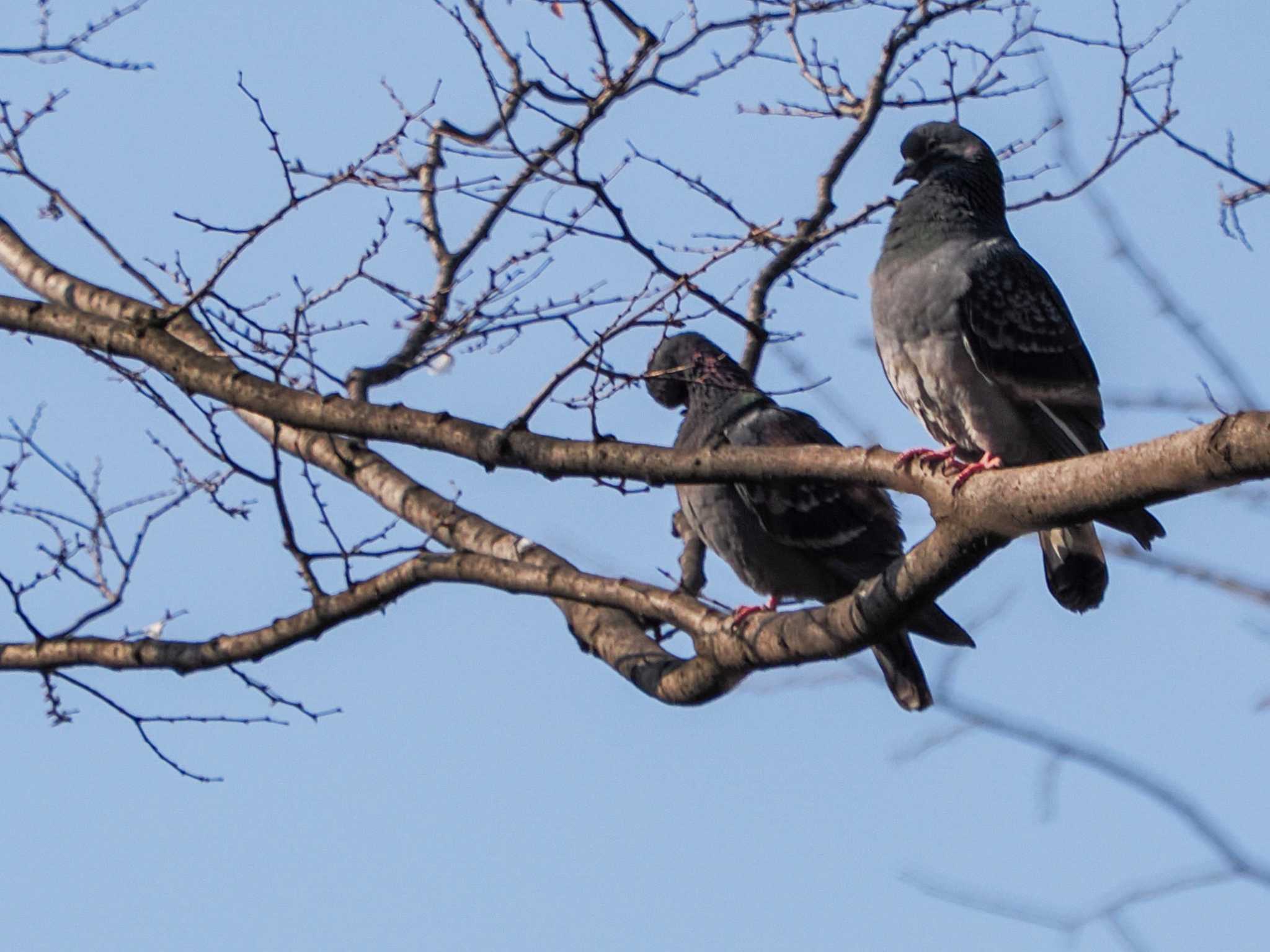 Rock Dove