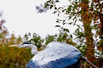 アオサギ 東京都立小金井公園 2018年12月8日(土)