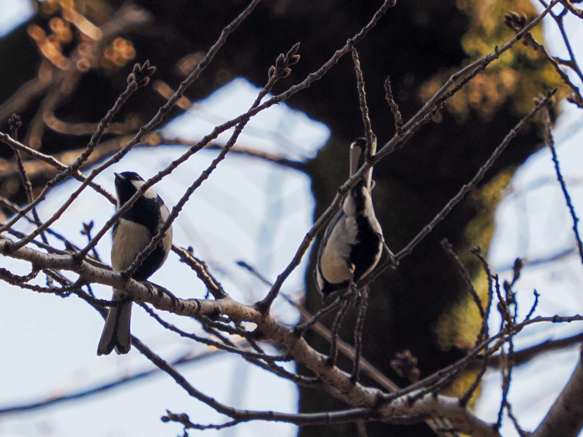 Japanese Tit