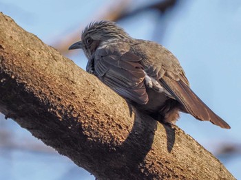 Brown-eared Bulbul Hibiya Park Sat, 3/16/2024