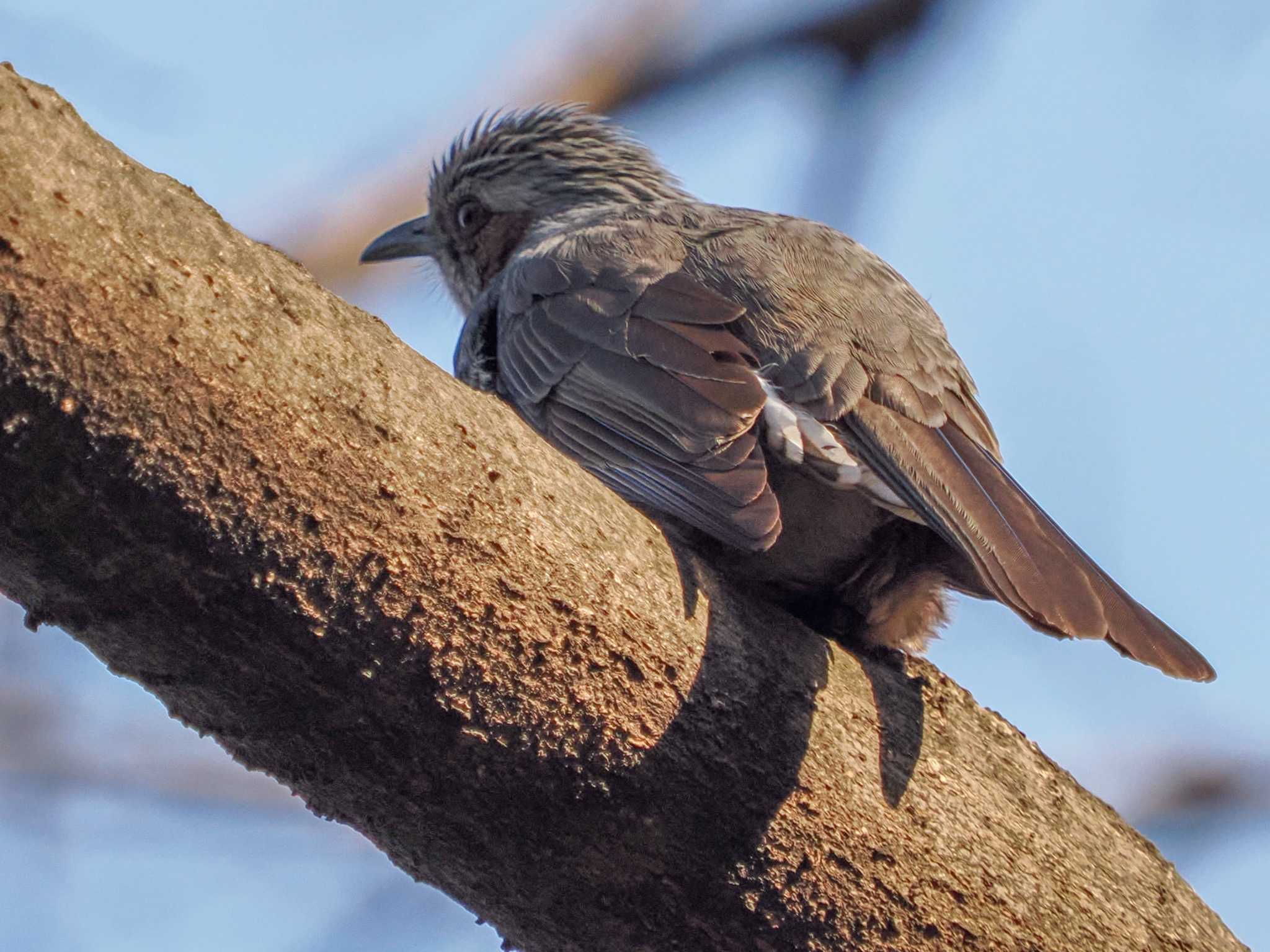 Photo of Brown-eared Bulbul at Hibiya Park by 98_Ark (98ｱｰｸ)