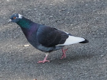 カワラバト 日比谷公園 2024年3月16日(土)