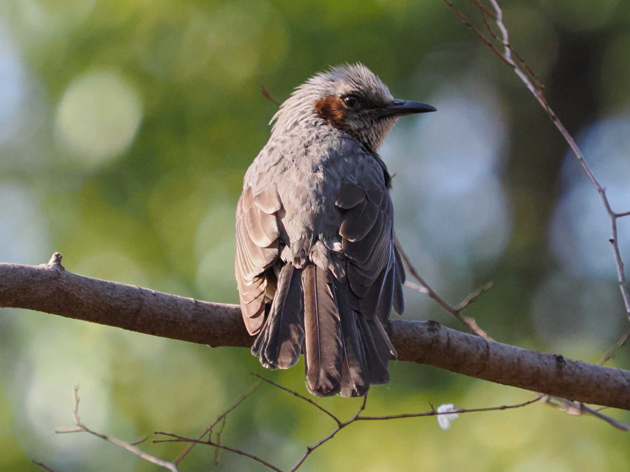 Brown-eared Bulbul