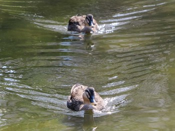 Eastern Spot-billed Duck Hibiya Park Sat, 3/16/2024