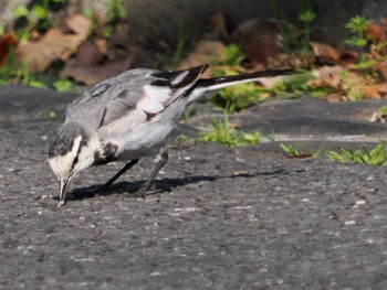 White Wagtail Hibiya Park Sat, 3/16/2024