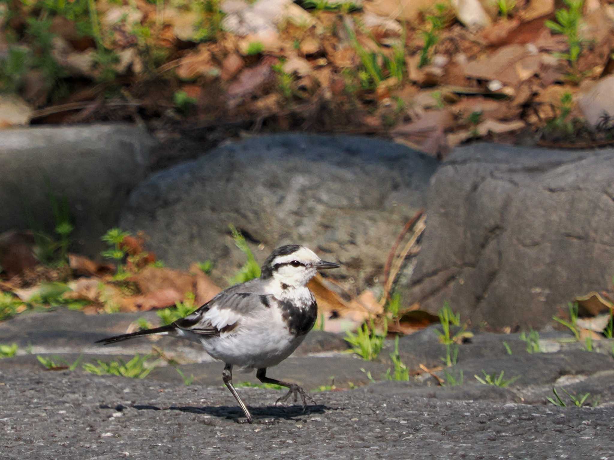 日比谷公園 ハクセキレイの写真 by 98_Ark (98ｱｰｸ)