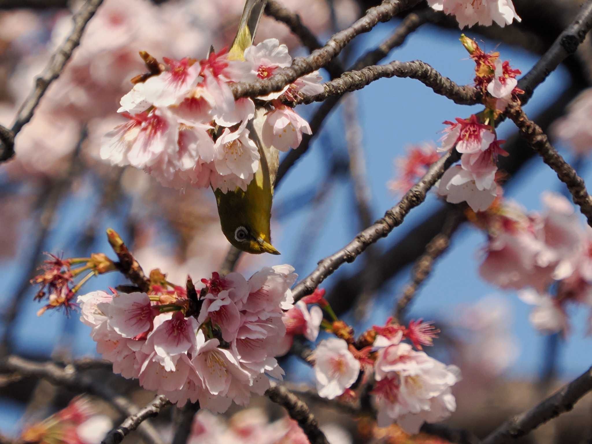 Warbling White-eye