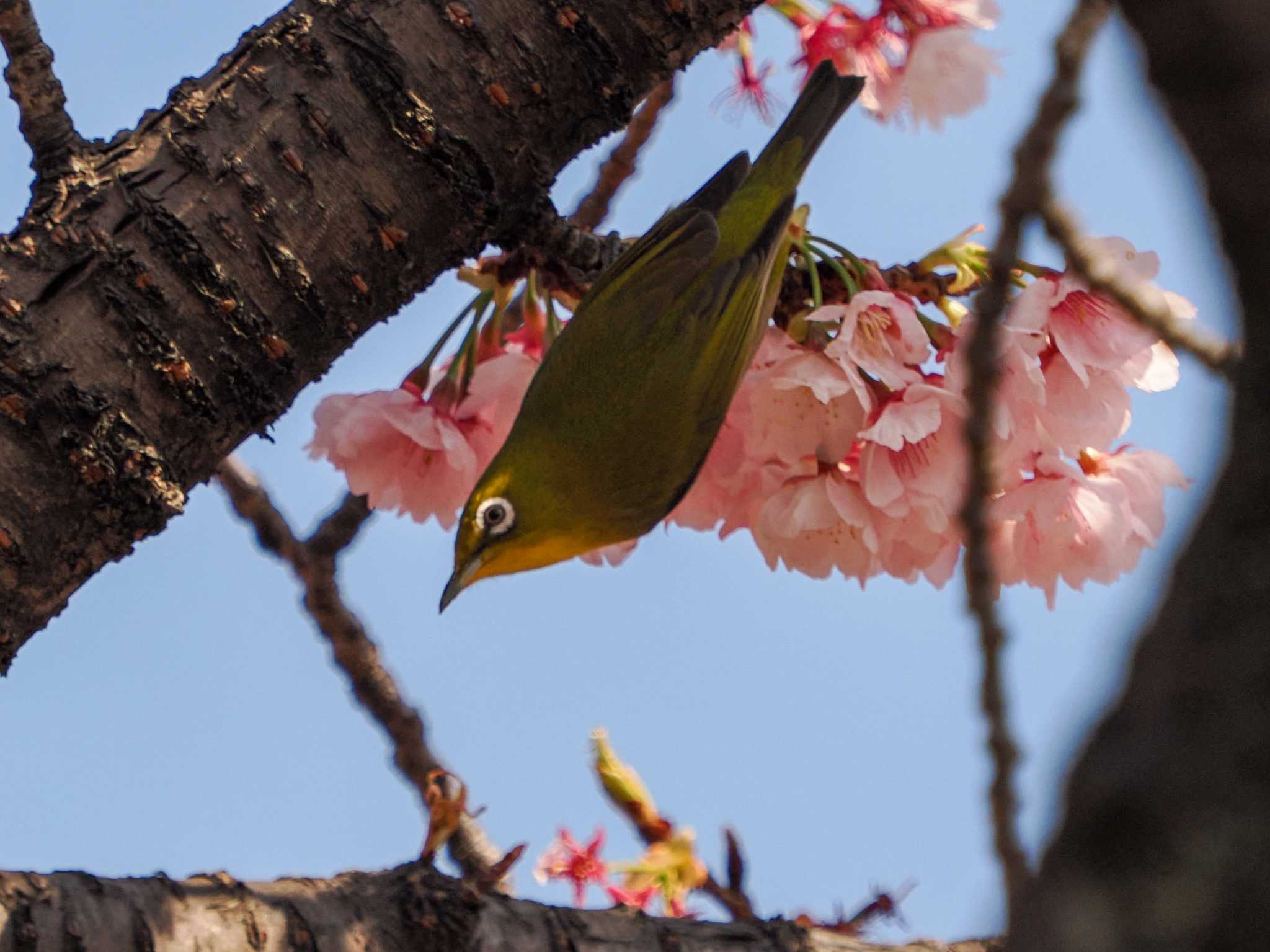 Warbling White-eye