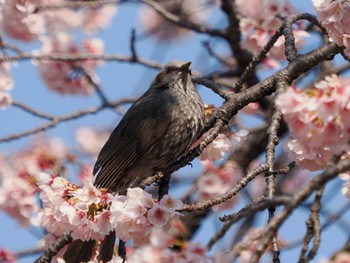 ヒヨドリ 日比谷公園 2024年3月16日(土)