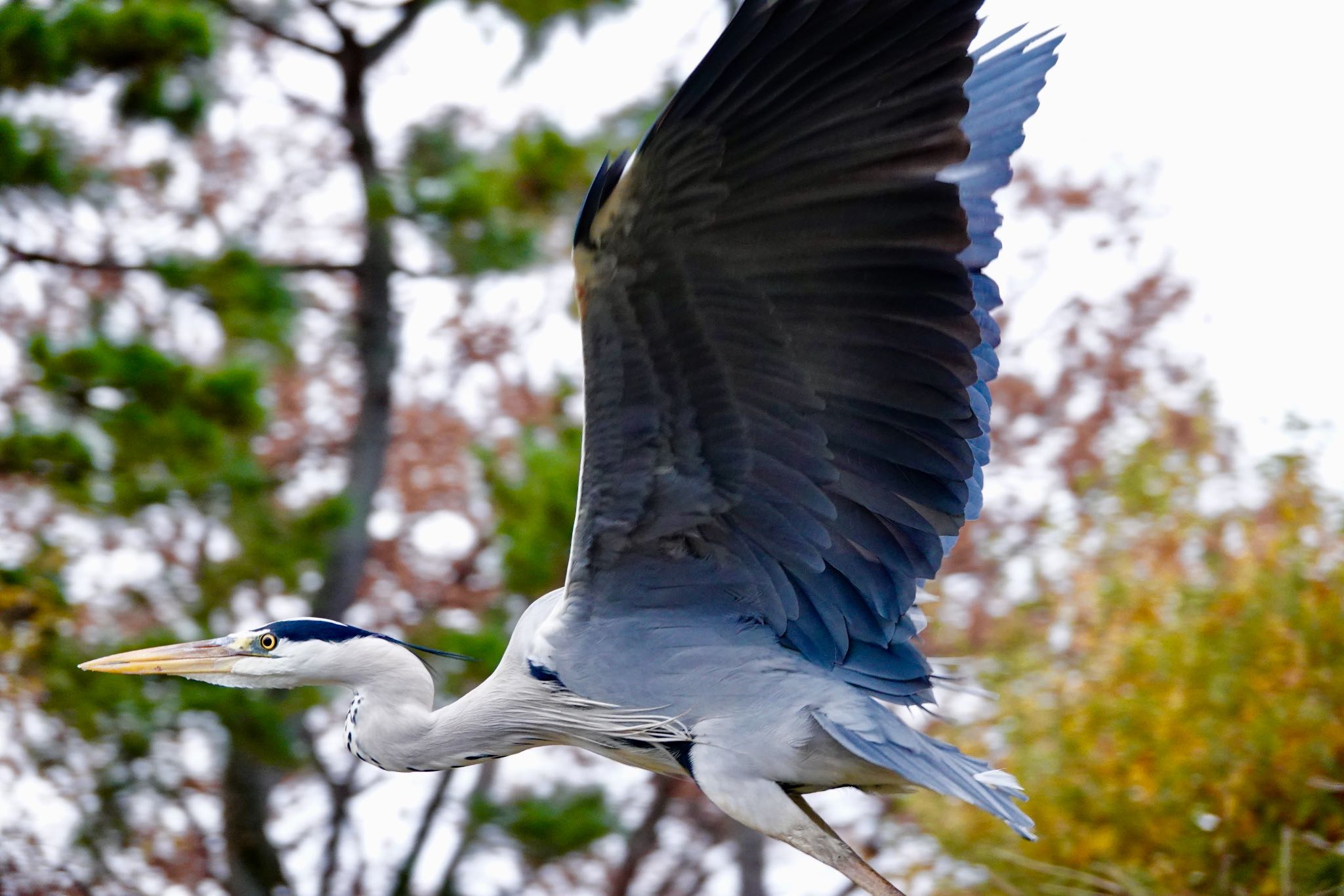 東京都立小金井公園 アオサギの写真 by のどか