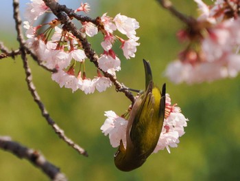 Warbling White-eye Hibiya Park Sat, 3/16/2024