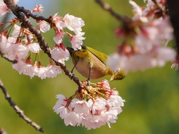 Warbling White-eye Hibiya Park Sat, 3/16/2024