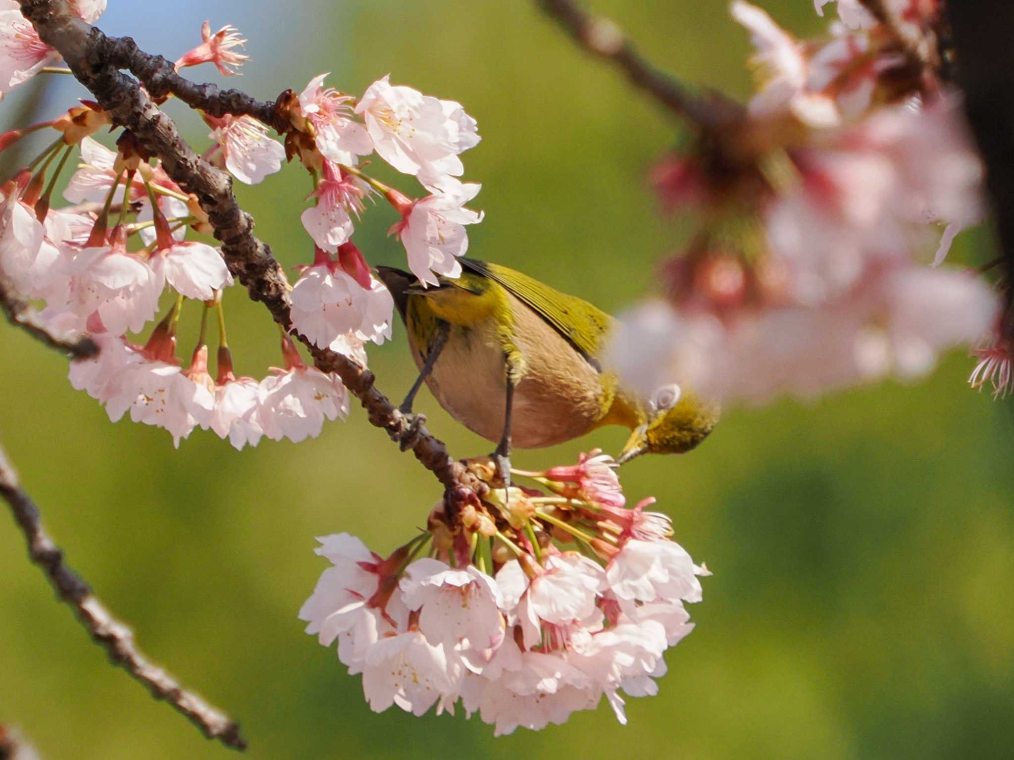 Warbling White-eye