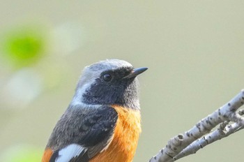 Daurian Redstart 泉の森公園 Sat, 3/16/2024