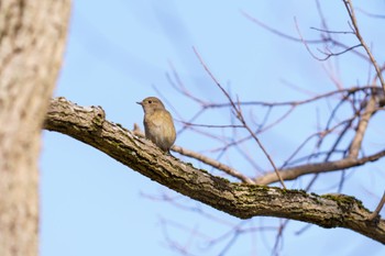 2024年3月16日(土) 大渕池公園の野鳥観察記録