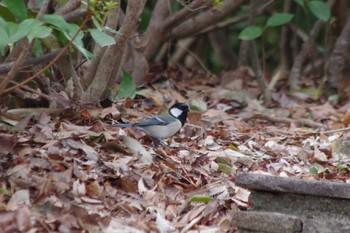 シジュウカラ つくば市中央公園(茨城県つくば市) 2024年3月17日(日)