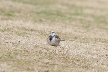 ハクセキレイ つくば市中央公園(茨城県つくば市) 2024年3月17日(日)