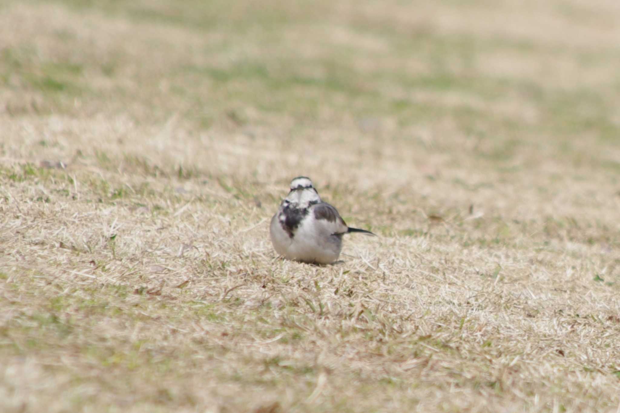 White Wagtail