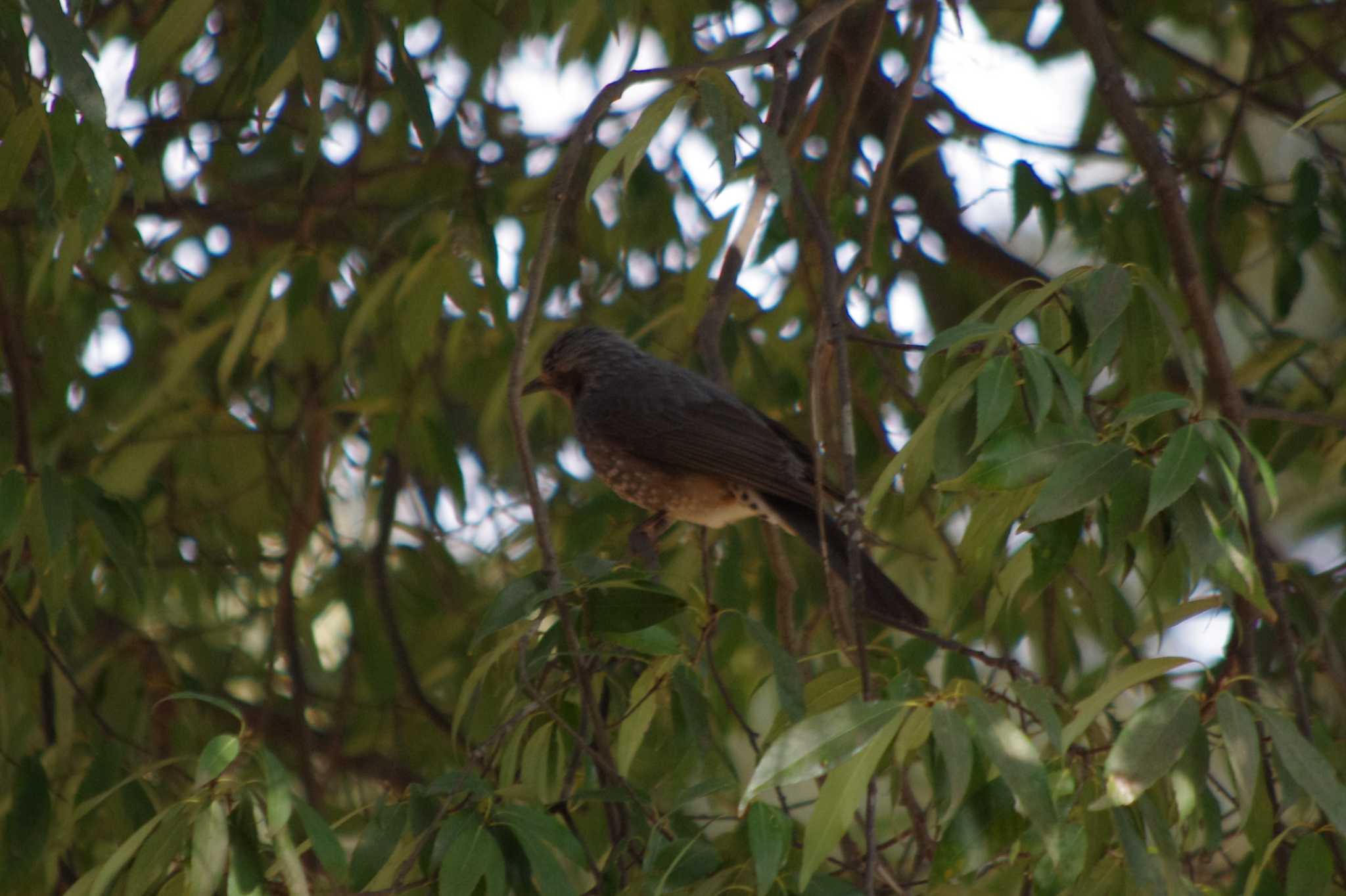 Brown-eared Bulbul