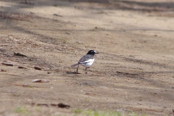 セグロセキレイ つくば市中央公園(茨城県つくば市) 2024年3月17日(日)