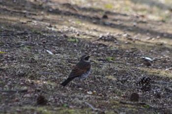 Dusky Thrush つくば市中央公園(茨城県つくば市) Sun, 3/17/2024