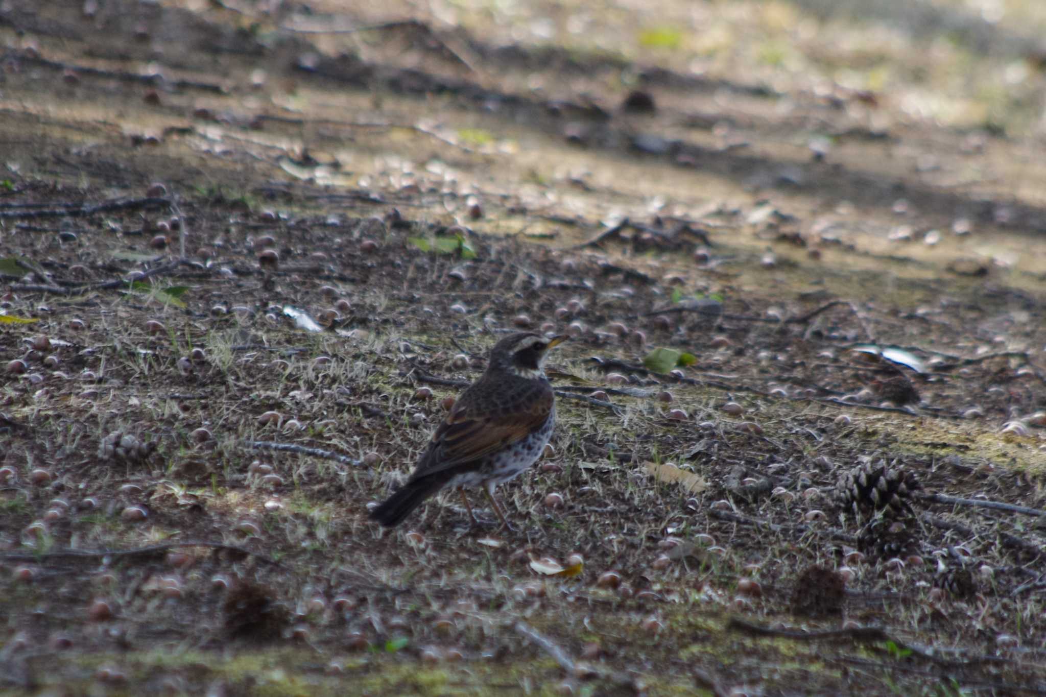 Dusky Thrush