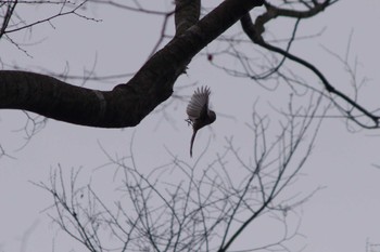 エナガ つくば市中央公園(茨城県つくば市) 2024年3月17日(日)