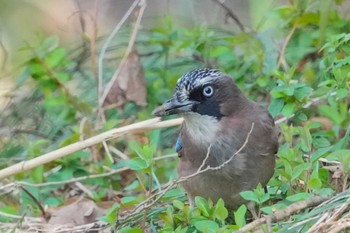 Eurasian Jay 大町公園(市川市) Sun, 3/17/2024