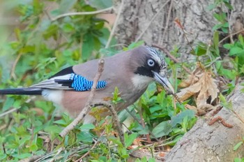 Eurasian Jay 大町公園(市川市) Sun, 3/17/2024