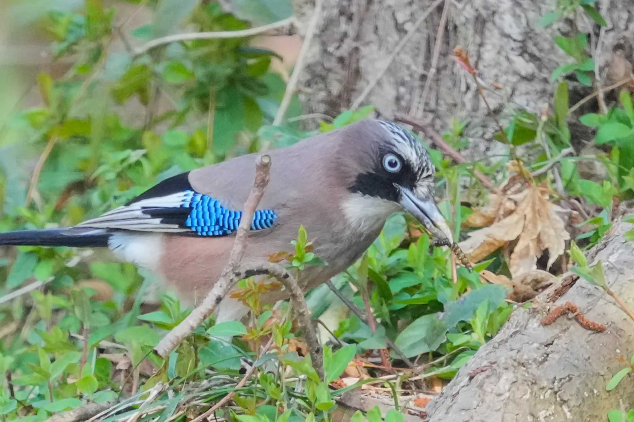 Eurasian Jay