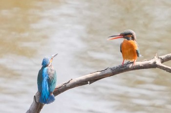 Sat, 3/16/2024 Birding report at 泉の森公園