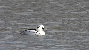 Smew 下田公園(青森県おいらせ町) Sun, 3/10/2024