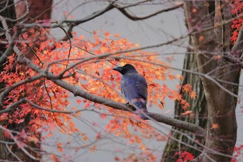 ハシブトガラス 東京都立小金井公園 2018年12月8日(土)