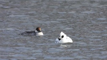 Smew 下田公園(青森県おいらせ町) Sun, 3/10/2024