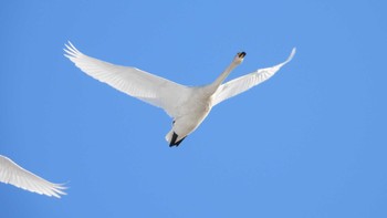 Whooper Swan 下田公園(青森県おいらせ町) Sun, 3/10/2024