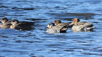 Baikal Teal 下田公園(青森県おいらせ町) Sun, 3/10/2024