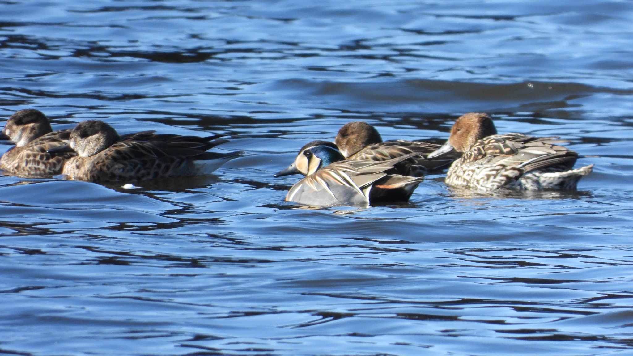 Photo of Baikal Teal at 下田公園(青森県おいらせ町) by 緑の風