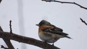 Brambling 舘野公園(青森県六戸町) Sun, 3/10/2024