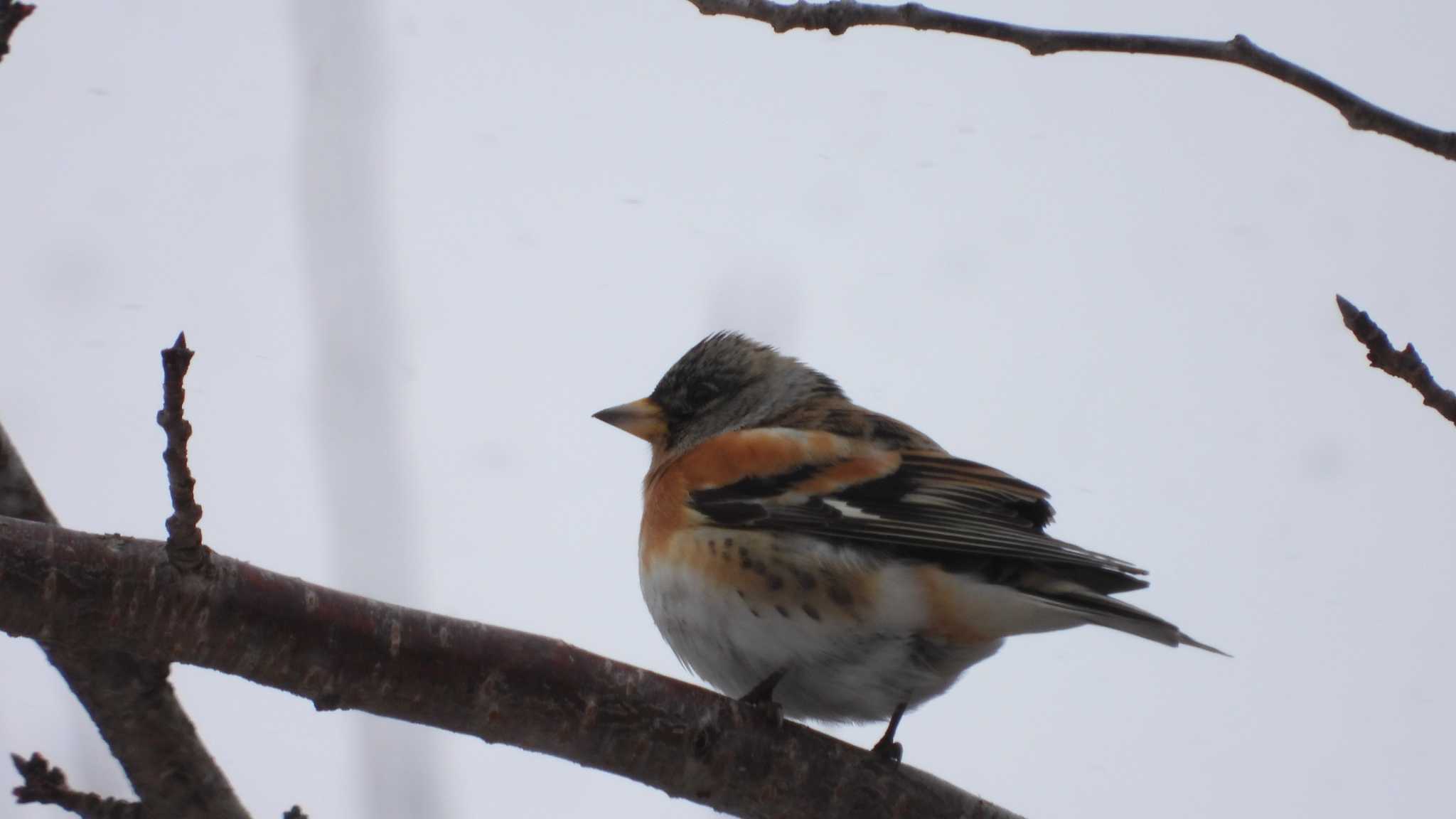 Photo of Brambling at 舘野公園(青森県六戸町) by 緑の風