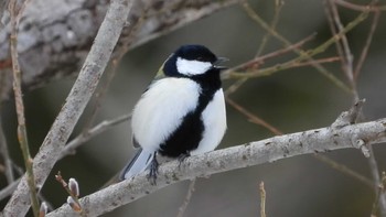 シジュウカラ 舘野公園(青森県六戸町) 2024年3月10日(日)