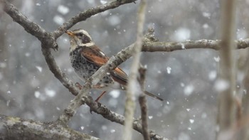 Dusky Thrush 舘野公園(青森県六戸町) Sun, 3/10/2024