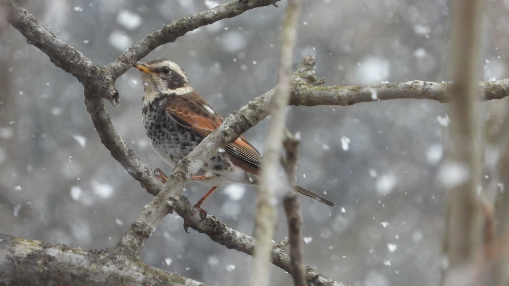 Photo of Dusky Thrush at 舘野公園(青森県六戸町) by 緑の風