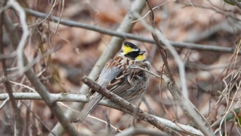 Yellow-throated Bunting 舘野公園(青森県六戸町) Sun, 3/10/2024