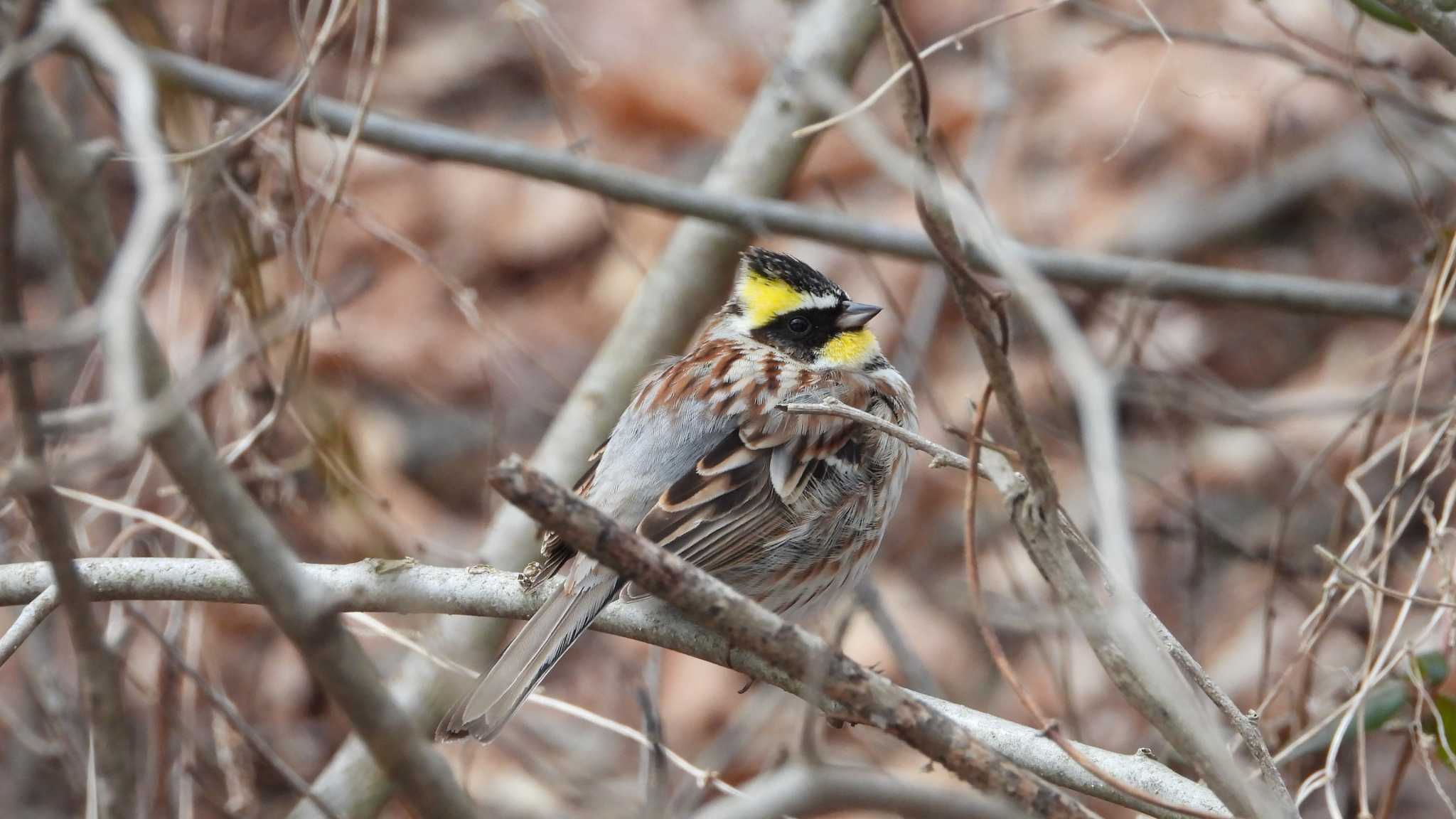 Photo of Yellow-throated Bunting at 舘野公園(青森県六戸町) by 緑の風