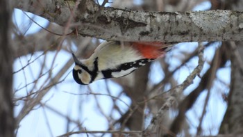 Great Spotted Woodpecker 舘野公園(青森県六戸町) Sun, 3/10/2024