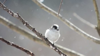 エナガ 舘野公園(青森県六戸町) 2024年3月10日(日)