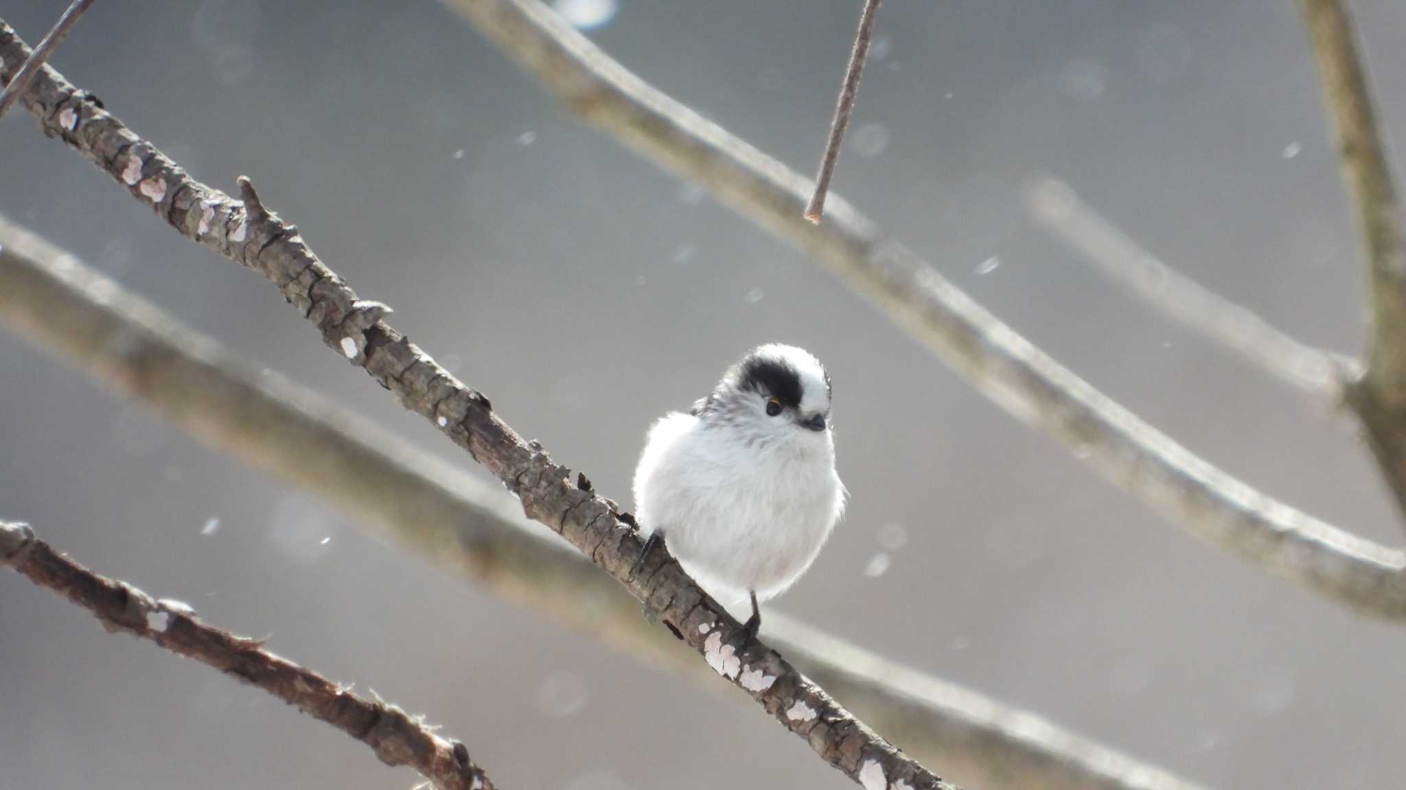 Photo of Long-tailed Tit at 舘野公園(青森県六戸町) by 緑の風