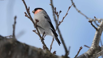 Eurasian Bullfinch 舘野公園(青森県六戸町) Sun, 3/10/2024